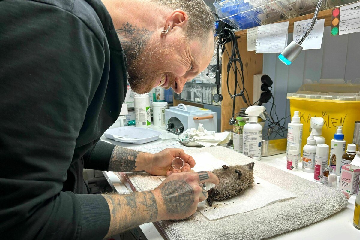 Animale sălbatice de revelion: Unde va ajunge Franz?