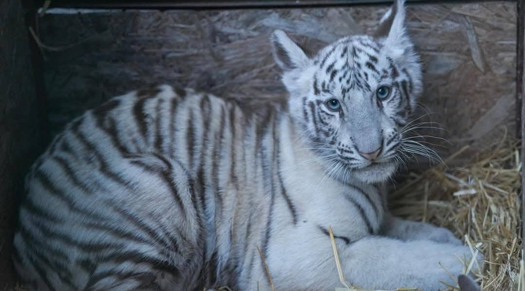 ai-ac-tigru.jpg - Presa360