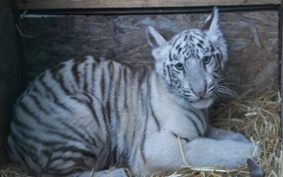 ai-ac-tigru.jpg - Presa360