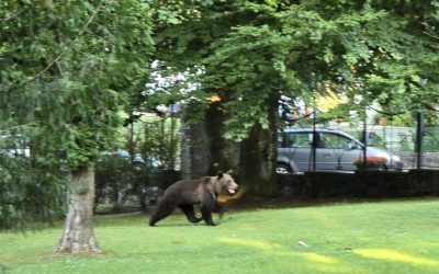 urs-ursi-sinaia-e1721308012872.jpg - Presa360