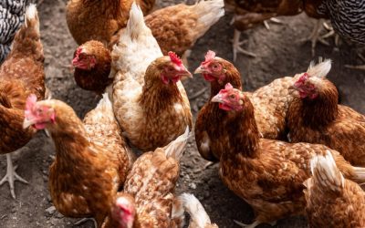 12971080.jpg - Presa360