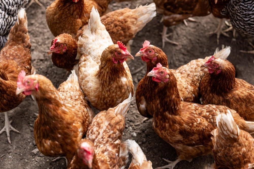 KFC deschide 24 de restaurante halal exclusiv în Franța