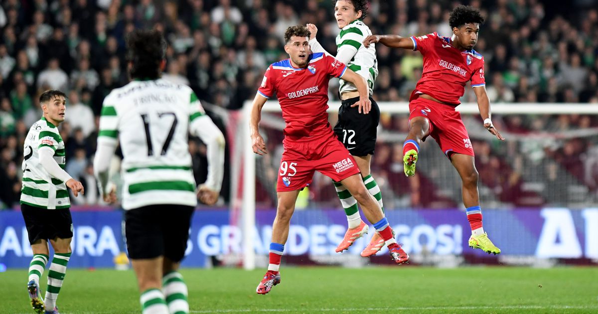 Galo de peito feito, o victorie teribilă în fața leului!