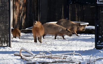 614370520_1220176896956679_1214751046734950909_n.jpg - Presa360