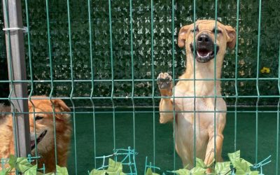 ASPA-peste-2040-de-catei-adoptati.jpg - Presa360