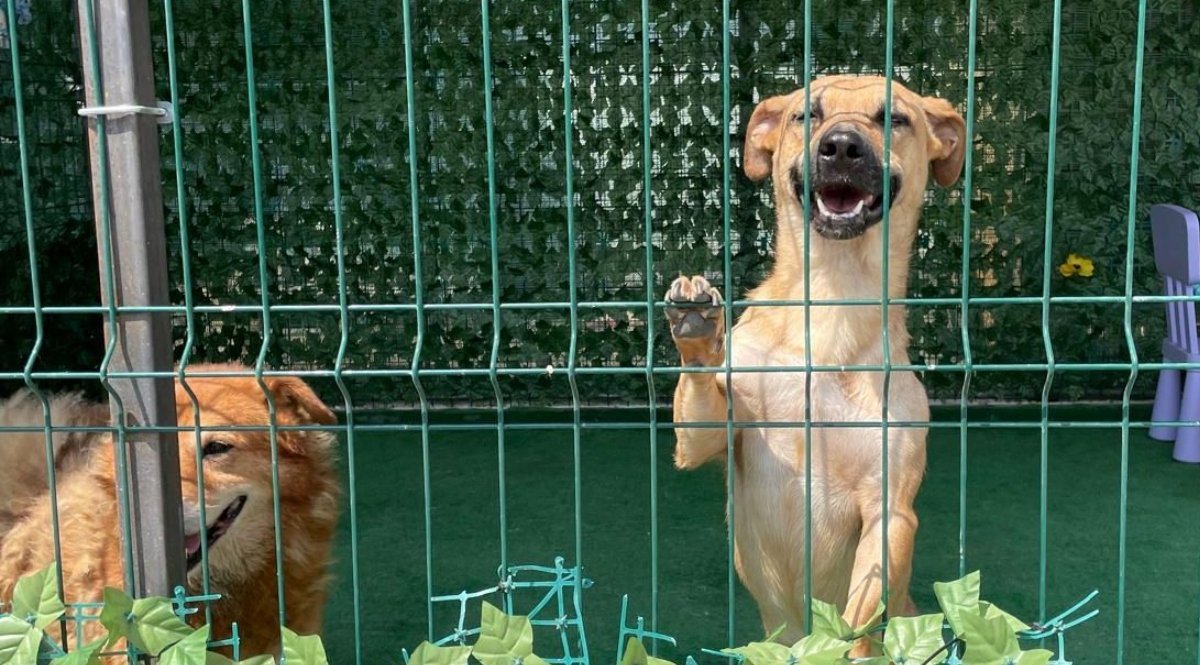 Numărul adopțiilor de căței în București a depășit 2.000 în 2025, marcând o creștere semnificativă față de anul precedent Anul 2025 a adus vești bune pentru iubitorii de animale din București