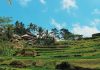 View of Tegallagang Rice Terraces in Bali.jpg