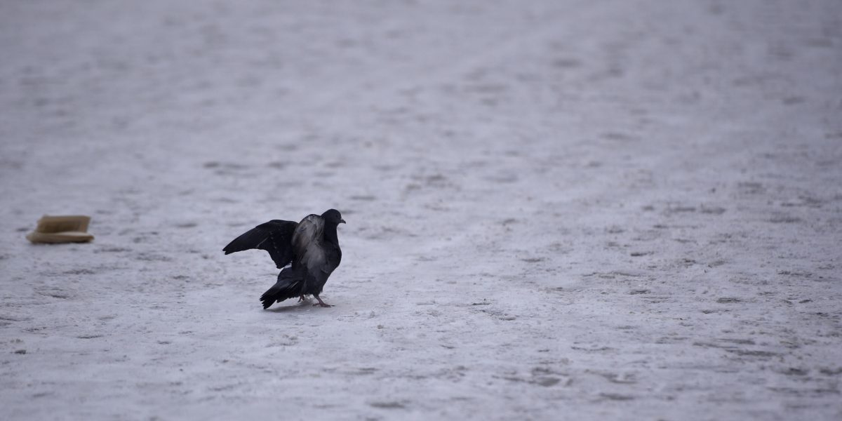 ID159181_INQUAM_Photos_Alex-Nicodim_-scaled.jpg - Presa360