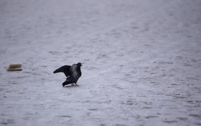 ID159181_INQUAM_Photos_Alex-Nicodim_-scaled.jpg - Presa360