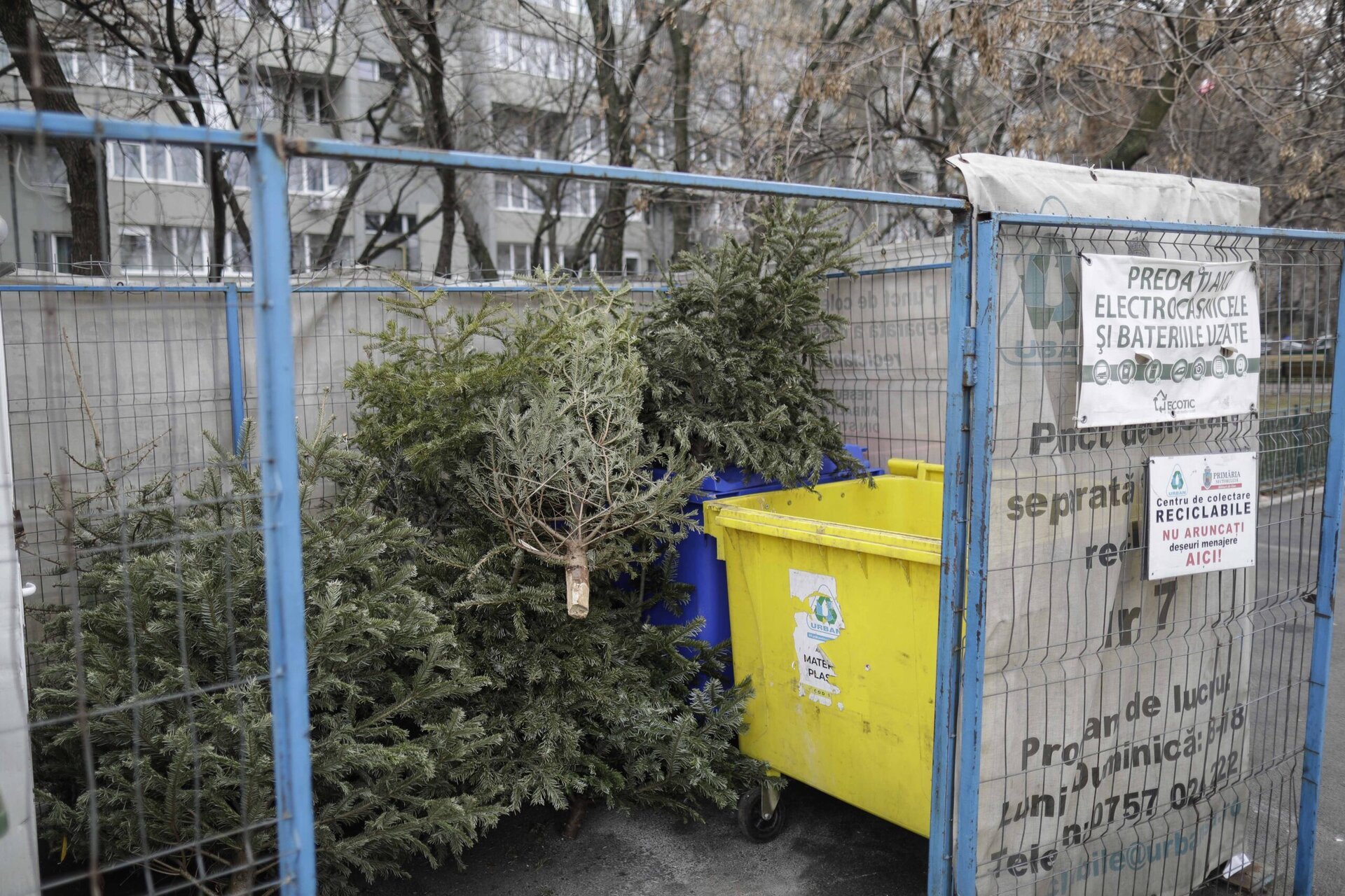 Campanie de colectare a bradului de Crăciun în Capitală: gratuit și organizat pentru toate tipurile de locuințe După sărbători, bucureștenii din Sectorul 4 și Sectorul 2 vor avea posibilitatea de a scăpa gratuit de brazii de Crăciun, într-un demers menit să conștientizeze beneficiile reciclării și să contribuie la menținerea curățeniei în oraș