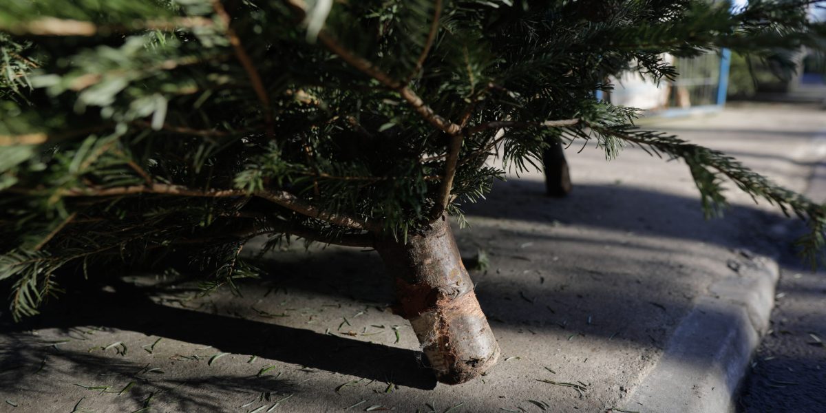 ID243142_INQUAM_Photos_George_Calin-scaled.jpg - Presa360