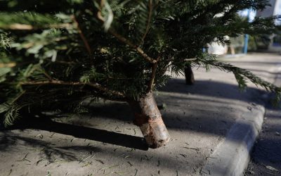 ID243142_INQUAM_Photos_George_Calin-scaled.jpg - Presa360