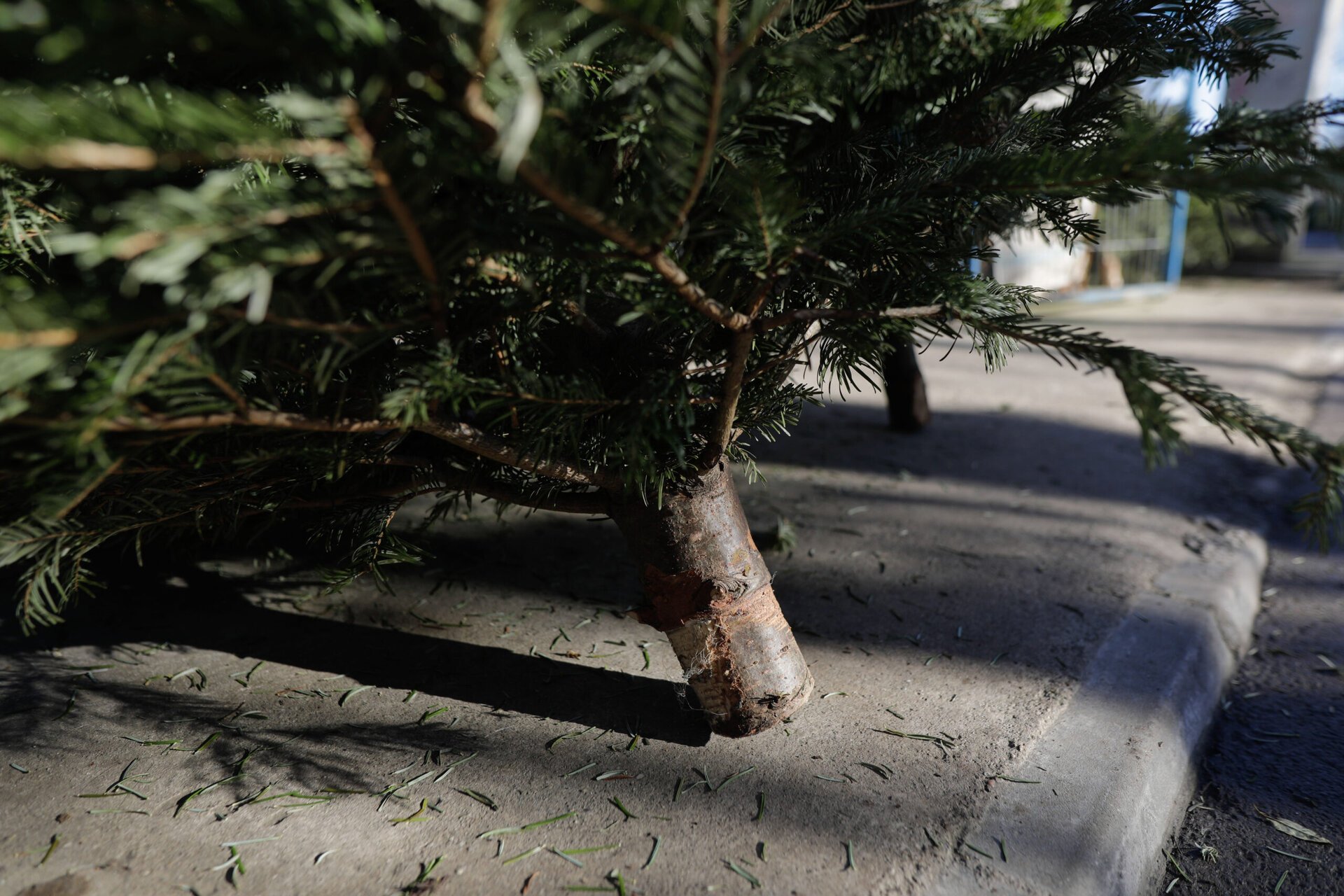 Primăria Sectorului 3 și Romprest, operatorul de salubritate, au anunțat recent campanii speciale pentru colectarea brazii de Crăciun, ca parte a eforturilor locale de a susține reciclarea și de a reduce impactul deșeurilor asupra mediului
