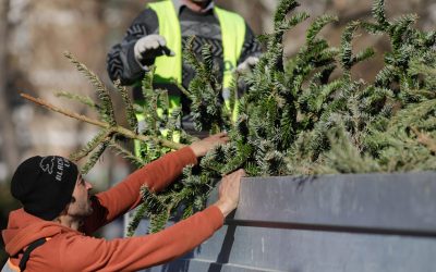 ID243158_INQUAM_Photos_George_Calin-scaled.jpg - Presa360