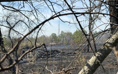 Inca-un-incendiu-in-Parcul-IOR-1600x1200-3-1.jpeg - Presa360