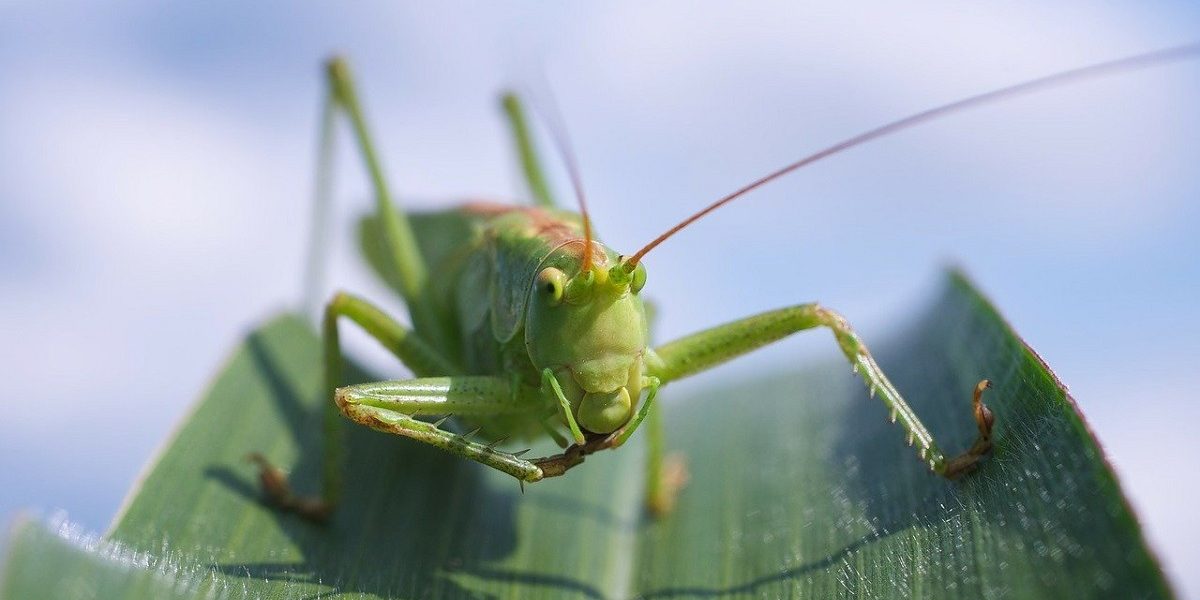 Lacusta.jpg - Presa360