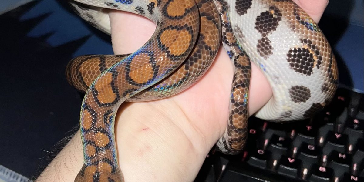 Sarpe-1.jpg - Presa360