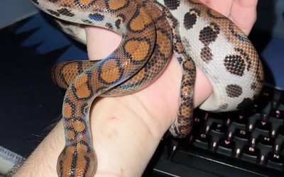 Sarpe-1.jpg - Presa360