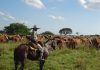 Vaches-Argentine©Pixabay.jpg - Presa360