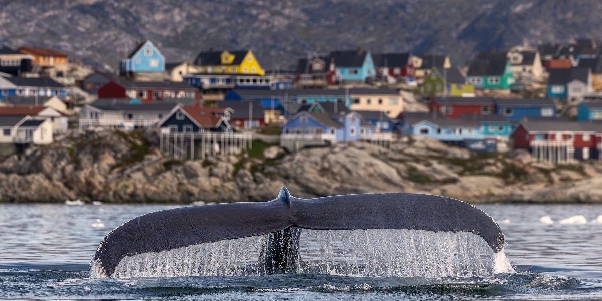 balena-Groenlanda.jpeg - Presa360