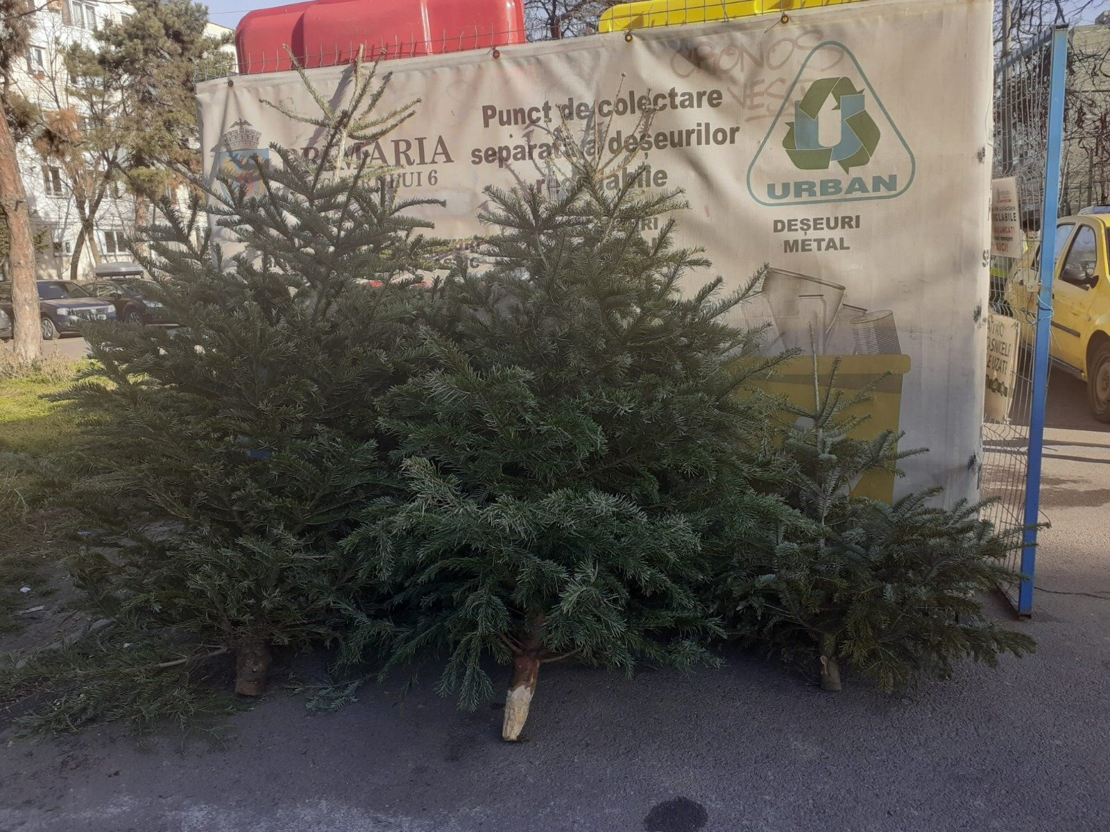 Trafic și reguli de colectare a brazilor de Crăciun în Sector 1