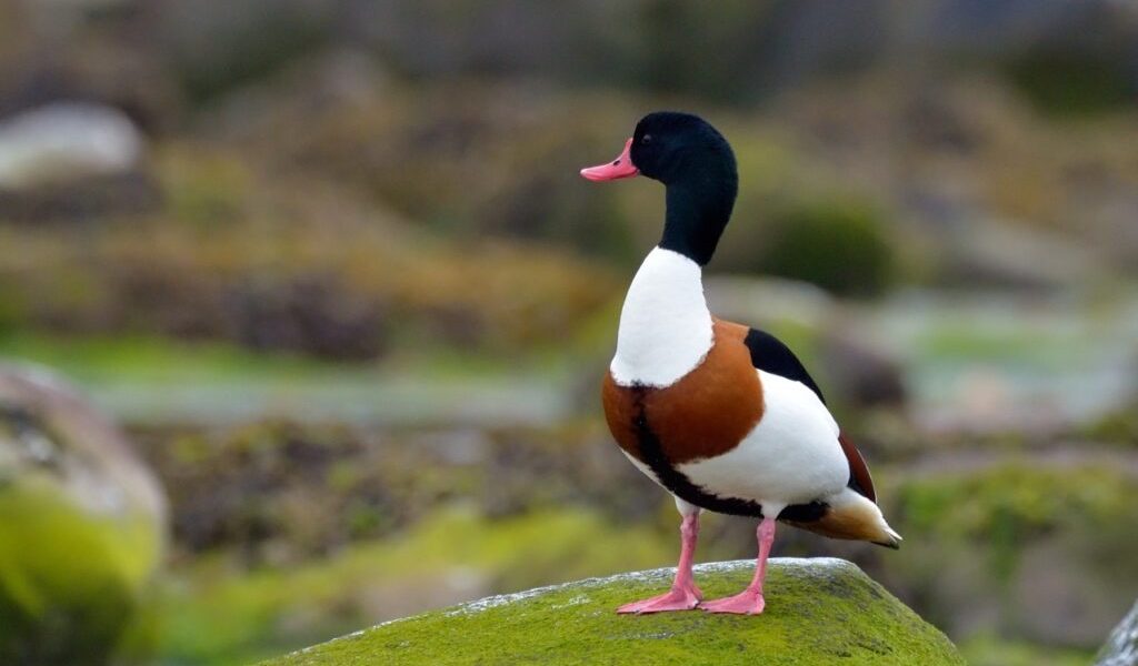 califar-comun-dt_1-Large-e1741276136102-1024x678-1.jpeg - Presa360