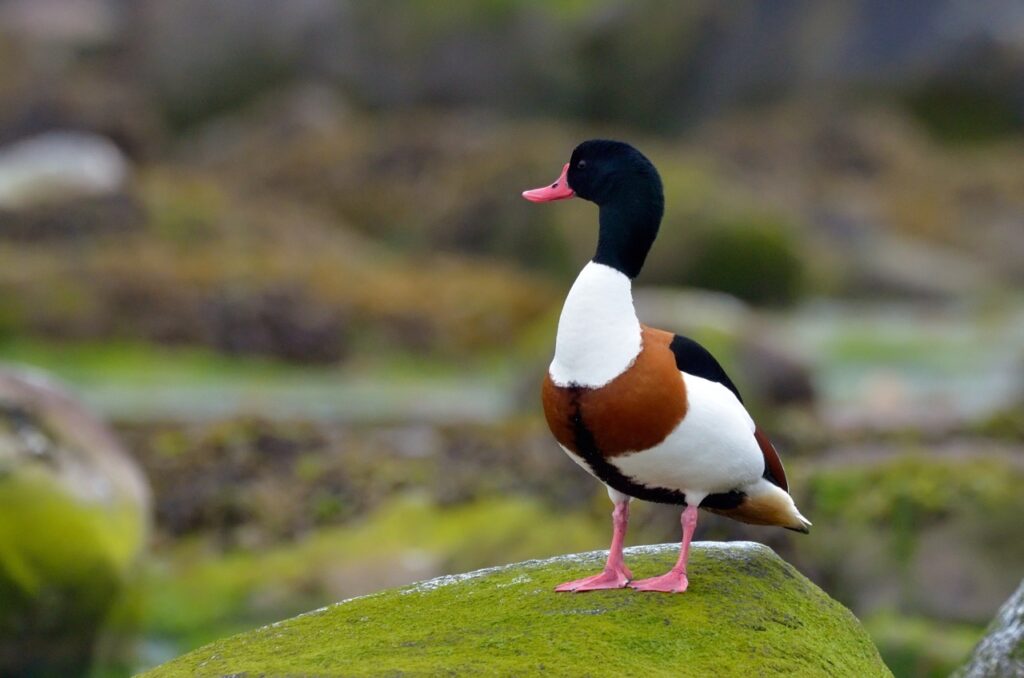 Noile tarife de acces în Grădina Zoologică din Băneasa, avizate pentru 2026 Ministerul Culturii și Administrația Parcului Zoologic din Băneasa sunt pe cale să aprobe noile tarife pentru acces în Grădina Zoologică din București, măsură așteptată cu interes de vizitatori și specialiști deopotrivă