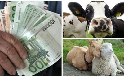 colaj-plata-animale_o.jpg - Presa360