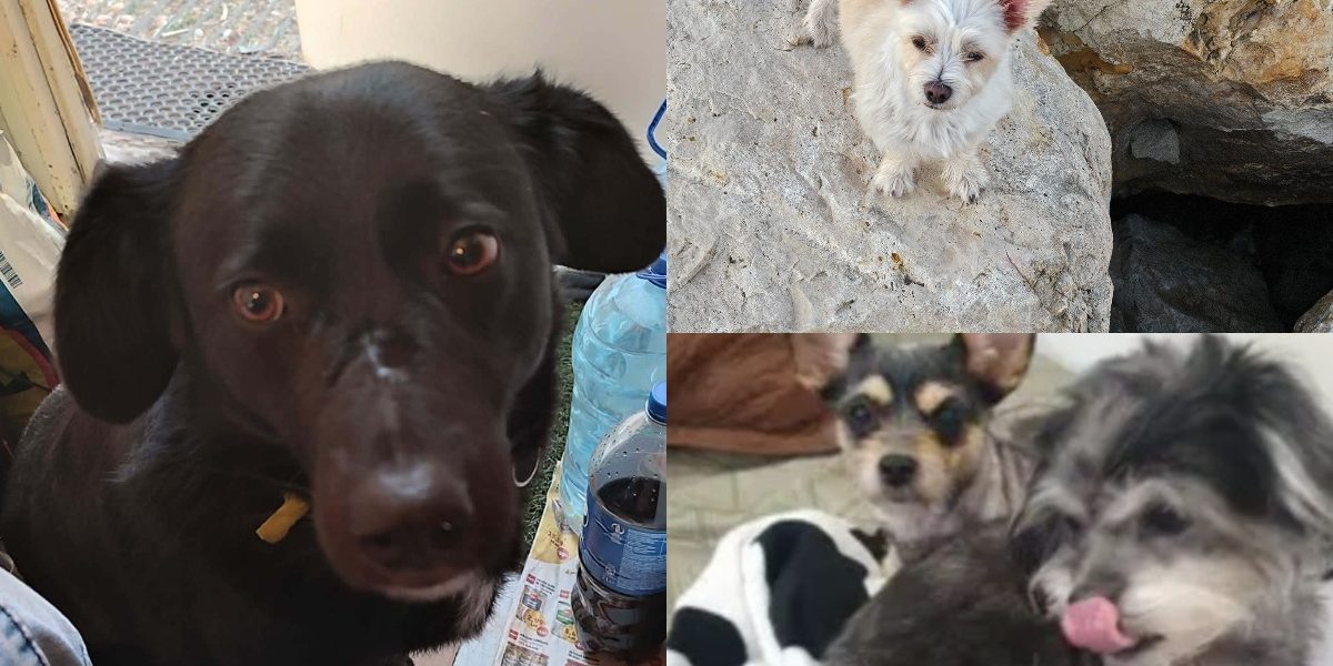 collage-48-1.jpg - Presa360