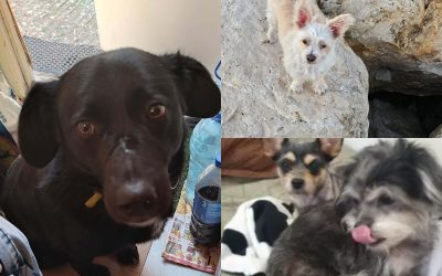 collage-48-1.jpg - Presa360