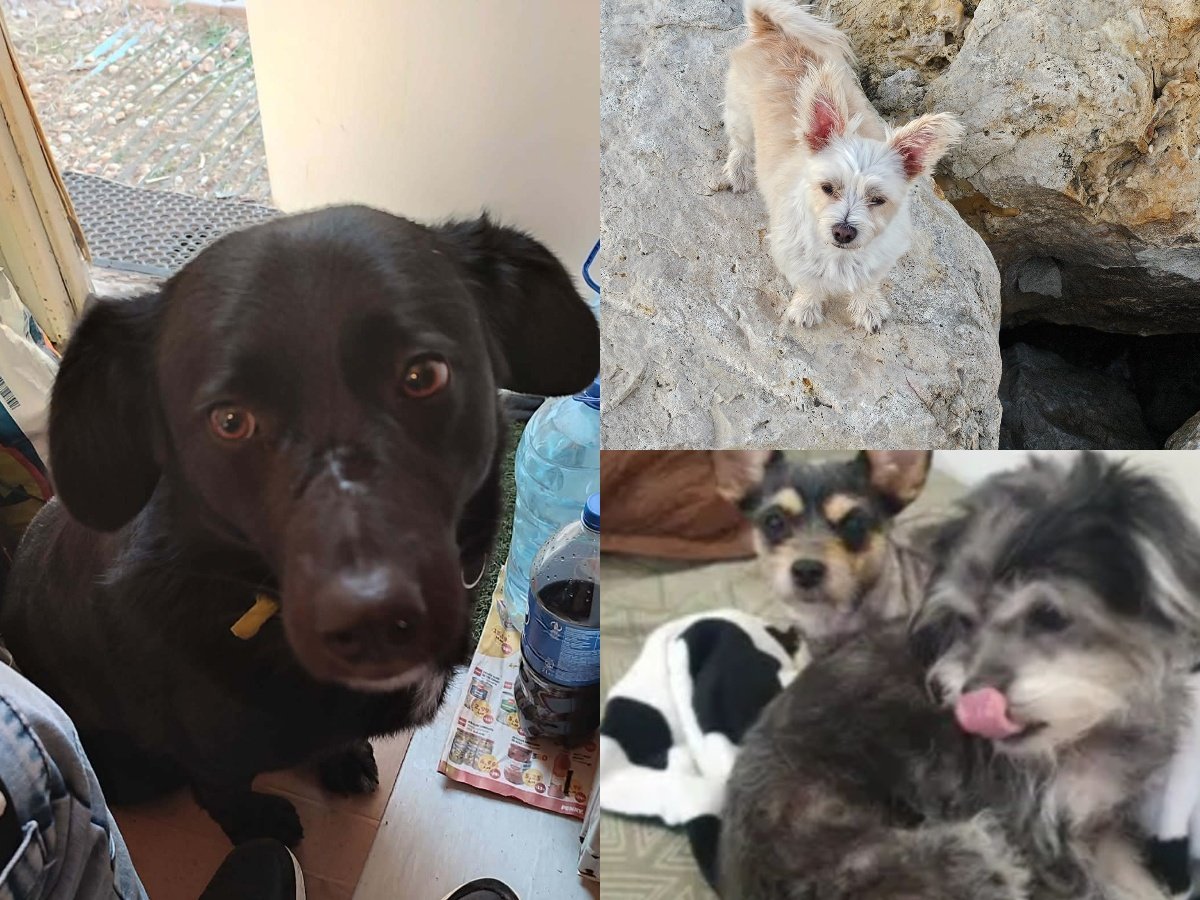 O poveste simplă, dar cu impact puternic asupra imaginii de responsabilitate civică a cetățenilor, a atras din nou atenția asupra fenomenului abandonului animalelor în București