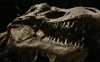 dinosaur-4684929_1280-e1718526721406.jpg - Presa360