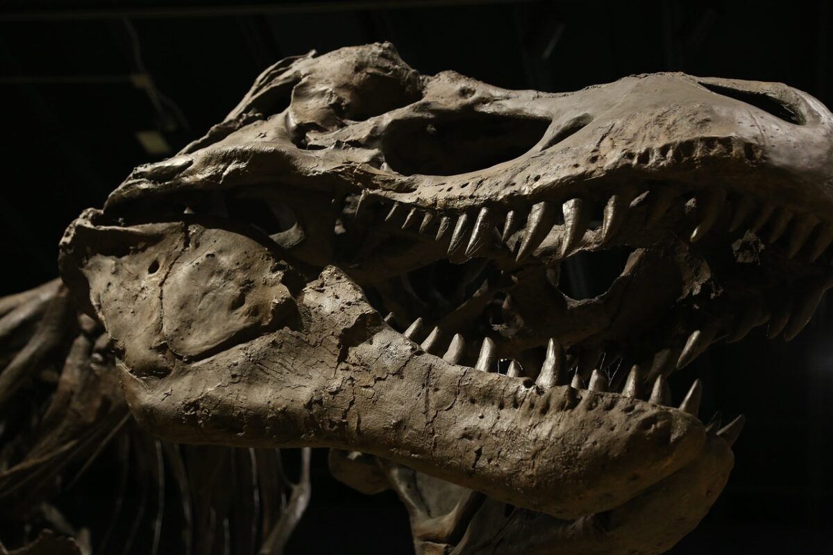Descoperire arheologică senzațională pe coasta portugheză: un cuib de dinozaur vechi de 150 de milioane de ani Într-o zonă de coastă de o frumusețe spectaculoasă, pe plaja Santa Cruz, nu departe de orașul Torres Vedras, a avut loc o descoperire arheologică care poate revoluționa înțelegerea despre lumea preistorică