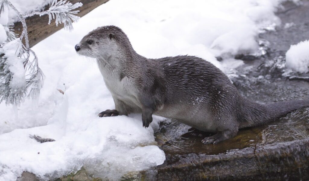 dreamstime_m_17303431-1024x683.jpg - Presa360