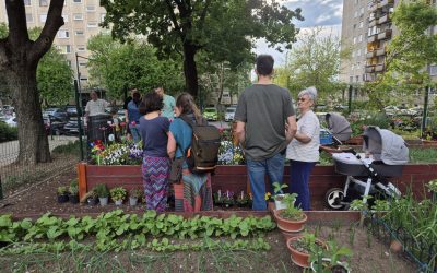 gradinile-comunitare1-debrecen.jpg - Presa360