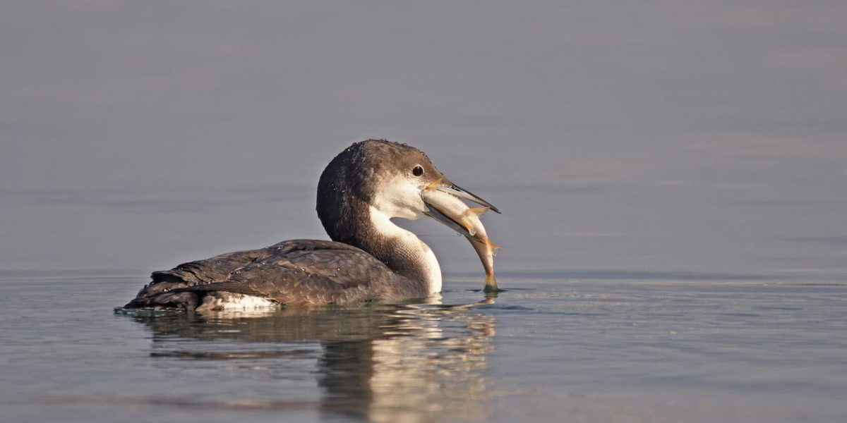 img_0059381206ca383b99438867b0852a8c.jpg - Presa360