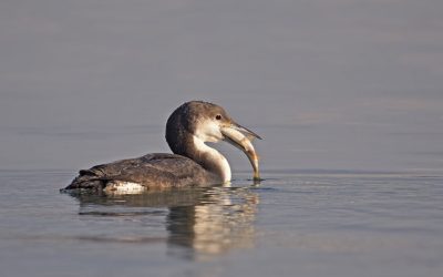 img_0059381206ca383b99438867b0852a8c.jpg - Presa360