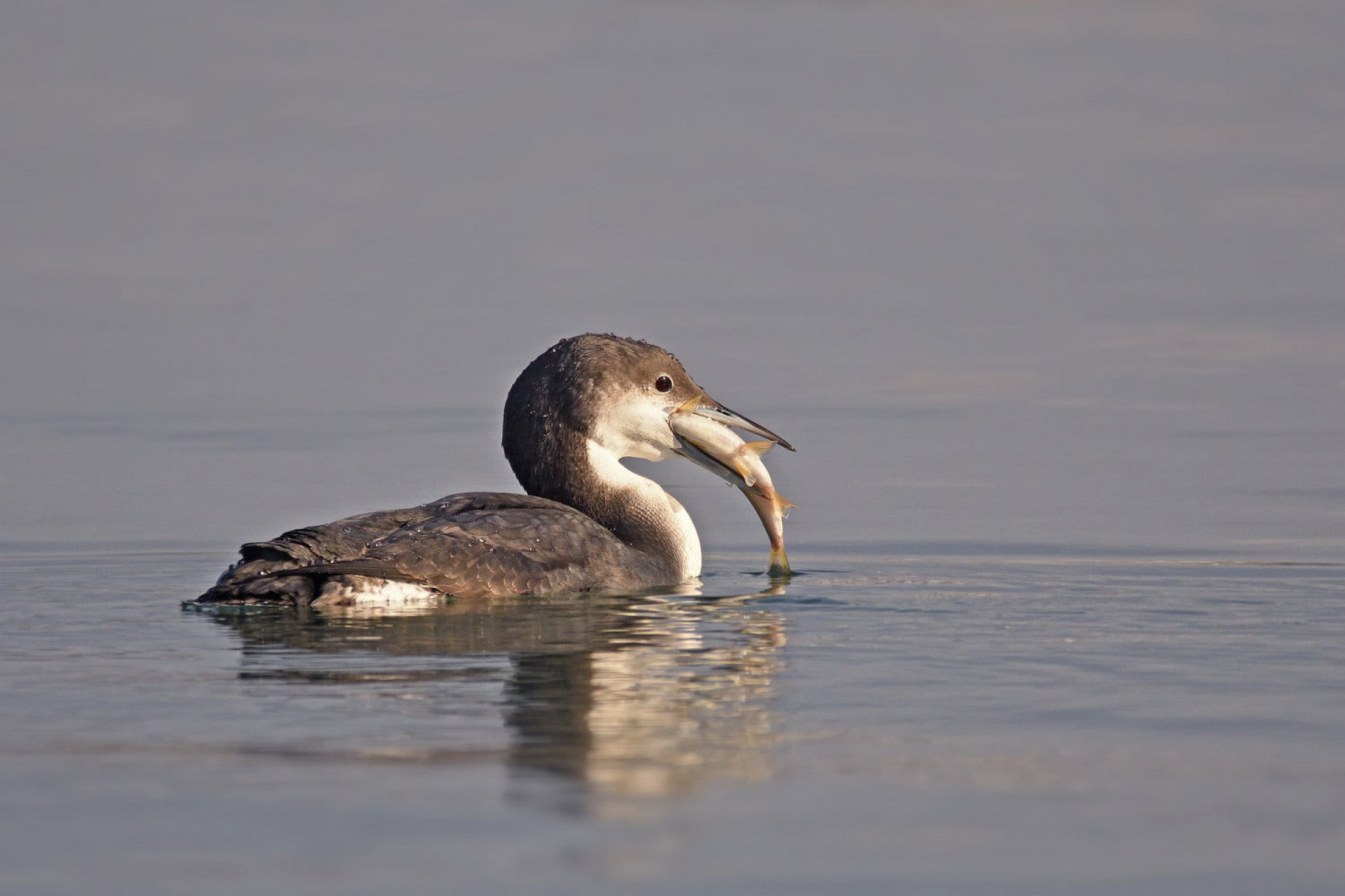Cufundații polari revin în centrul Bucureștiului, pentru o zi de observare și conștientizare asupra biodiversității
