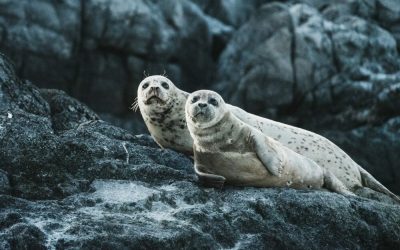 neil-cooper-uwI8R_FyLrI-unsplash-e1670244406712.jpg - Presa360