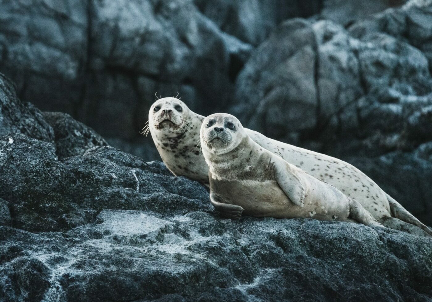 Inteligența artificială revoluționează monitorizarea faunei marine în Scoția Într-o zonă protejată din Scoția, tehnologia avansată de inteligență artificială este pusă în serviciul conservării faunei marine, reducând considerabil timpul și efortul necesare pentru monitorizarea numărului de foci