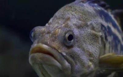 peste.jpg - Presa360