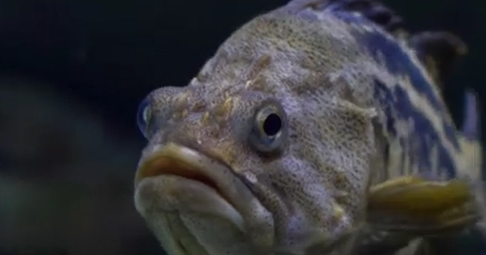 peste.jpg - Presa360