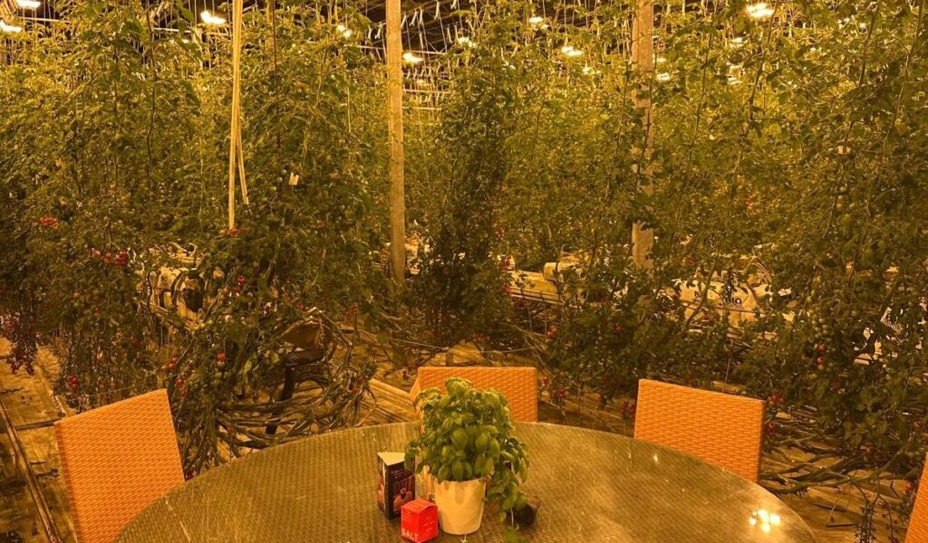 restaurant-deschisa-sera-rosii.jpeg - Presa360