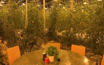 restaurant-deschisa-sera-rosii.jpeg - Presa360