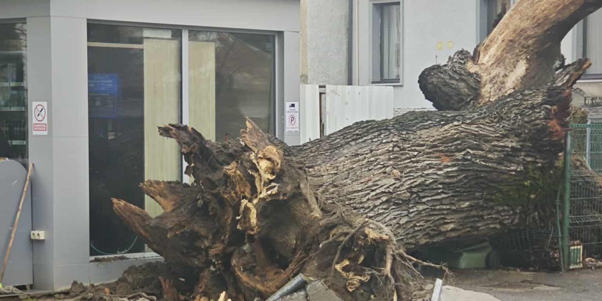 stejarvechi-e1767710263714.jpg - Presa360