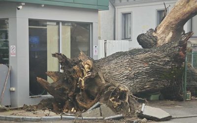 stejarvechi-e1767710263714.jpg - Presa360