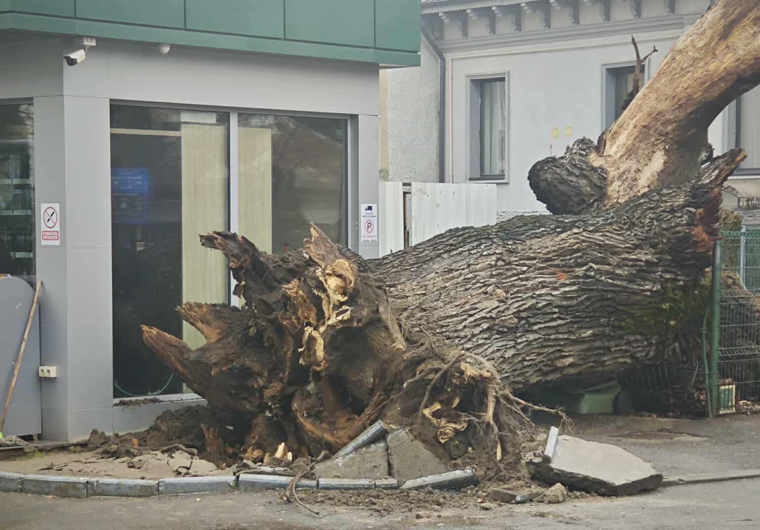 Un simbol al istoriei naturale a Bucureștiului, un vechi stejar de aproximativ 300 de ani, s-a prăbușit marți, marcând o pierdere dureroasă pentru spațiul urban și memoria sa vie