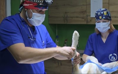 veterinari-romani-in-ucraina.jpg - Presa360