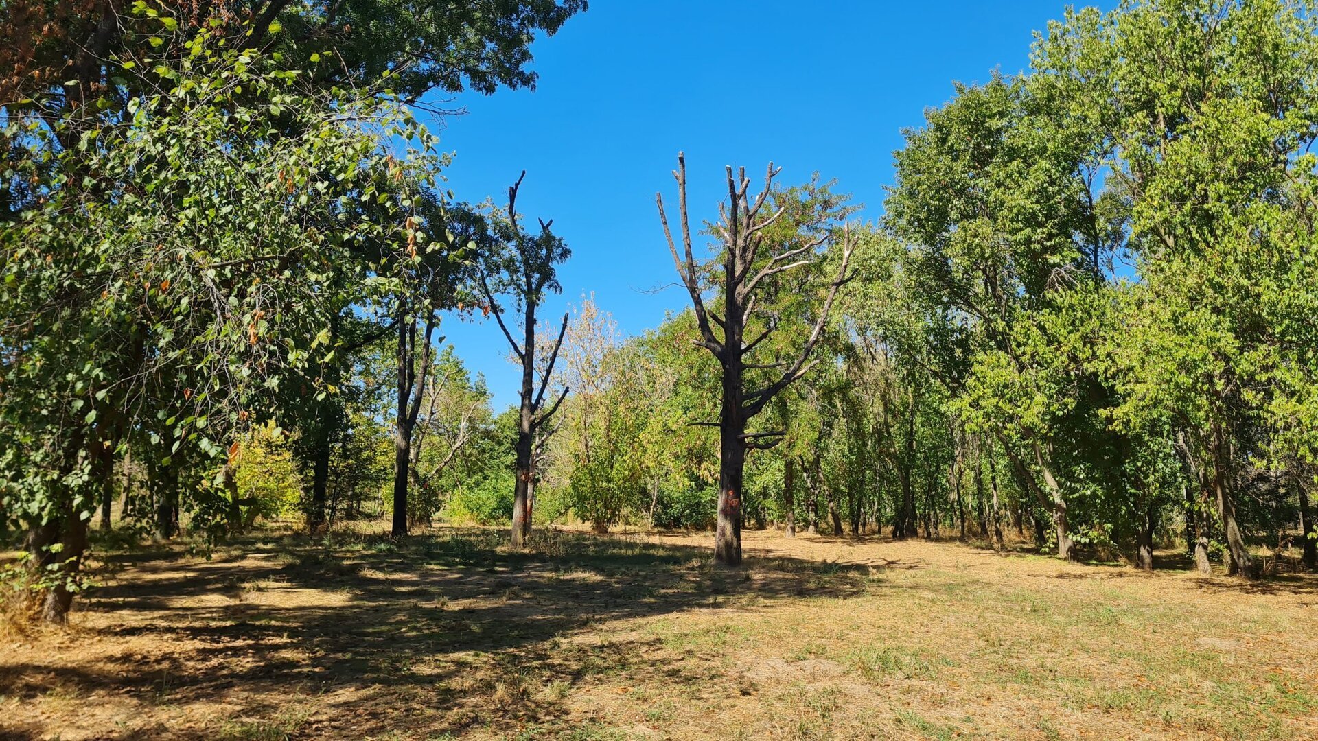 Parcul Tineretului din București se confruntă cu probleme grave în ceea ce privește starea arborilor și siguranța vizitatorilor, conform unui raport de specialitate realizat recent