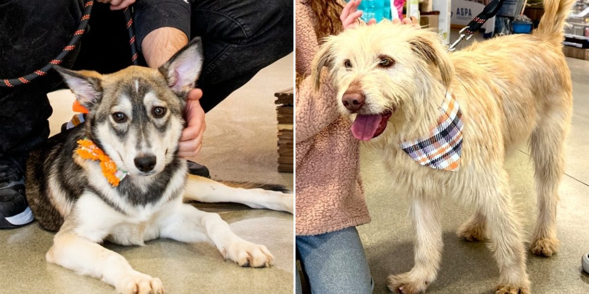 ASPA-urmatorul-targ-de-adoptii.jpg - Presa360